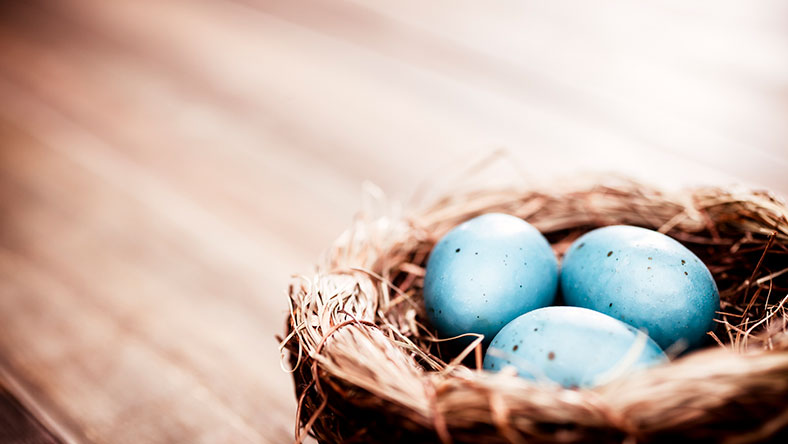 Bird nest with 3 blue eggs inside