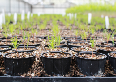 Several potted plants displayed at plant nursery.